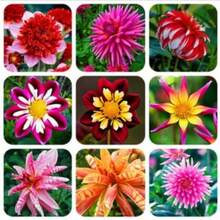 330 Dahlia Seeds Mixed Bag, Planting Rare Flowers, Easy And Fun To Grow