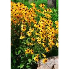 Echinacea Paradoxa Yellow Coneflower Seeds - 200 Pieces Versatile, Winter Hardy, Drought Tolerant Native Wildflower Seeds For Planting, Ideal Pollinator Friendly Flower For Butterfly And Bee Gardens - 200粒種子 - 查看 1