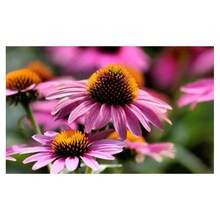 1000+ Lilac Bellflower Seeds For Planting - Non-GMO Heirloom Wildflower Versatile, Pollinator-Friendly Cut Flowers For Gardens & Bouquets (Zones 3-9)