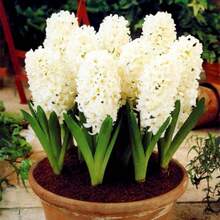 200 Pieces Plant Flowers Autumn And Winter Kitchen Pot Aromatherapy 31 Pieces Hyacinths Versatile Rare Flower Holland Hydroponic Flower For Home And Garden