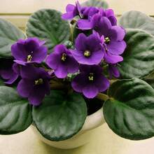 364 Pieces Of African Violet Seeds For Planting - 364 - View 2