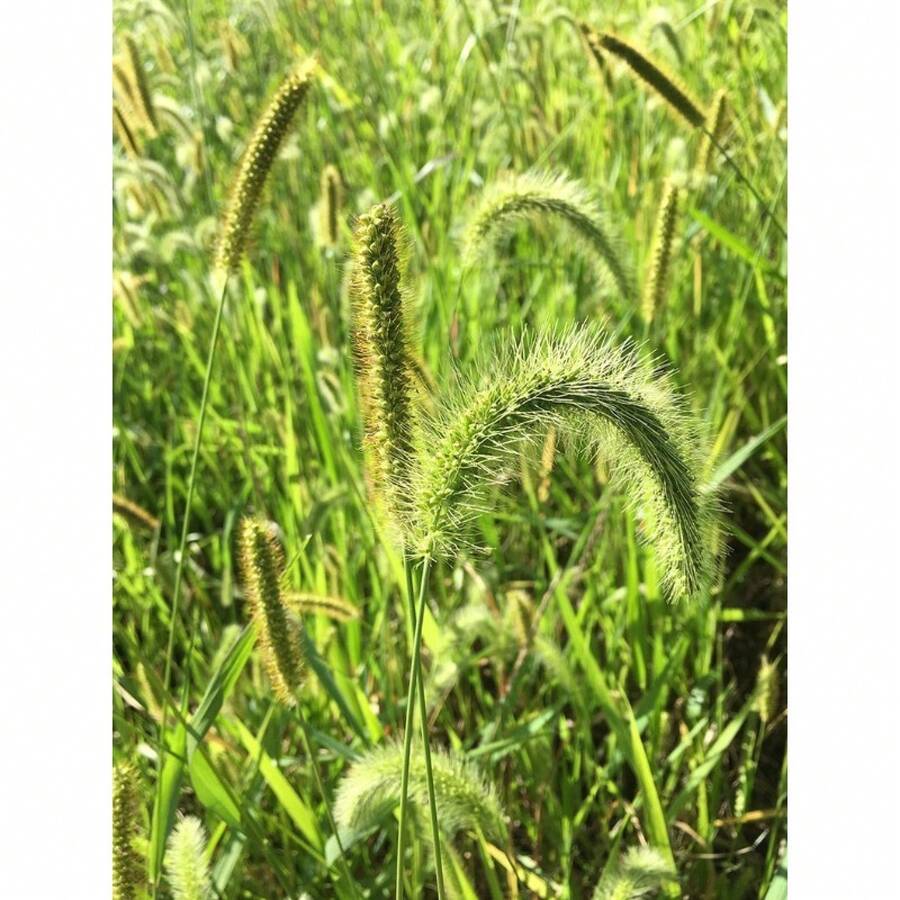 50 Centimeters Of Yellow Grass Seeds - Setaria Glauca-P061/Golden Foxtail Grass/Wild Sorrel