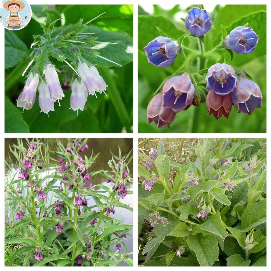 Beinwell Seeds Are Growing Now Or Being Stored For Future Planting, 100 Seeds. - Variant1 - View 1