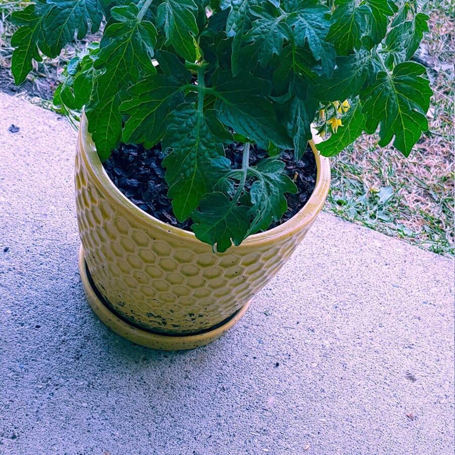 Monetka Micro Zwergtomate - 100+ Erbstück Non-GMO Garten-Samen für gesunde selbst angebaute Tomaten