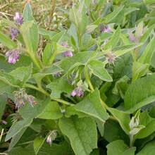 Beinwell Seeds Are Growing Now Or Being Stored For Future Planting, 100 Seeds. - Variant1 - View 5