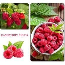 1100pcs Mixed Fruit Seeds Berry Seeds For Planting 200pcs Strawberry 200pcs Raspberry 200pcs Mulberry 200pcs Blueberry 200pcs Elderberry 10pcs Cherry - 1000 chiếc - Xem 3