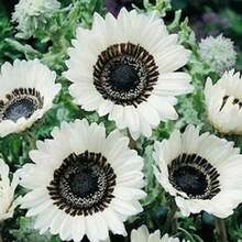 200 piezas de semillas de girasol blancas fáciles de cultivar jardín semillas resistentes floración abundante paisajismo hogar decoración natural exterior terraza variedad exclusiva alta germinación jardinería principiantes avanzado - 200 piezas - Ver 4
