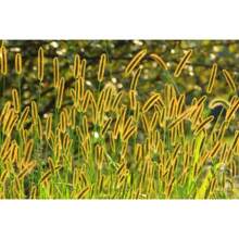 50 Centimeters Of Yellow Grass Seeds - Setaria Glauca-P061/Golden Foxtail Grass/Wild Sorrel