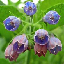 Beinwell Seeds Are Growing Now Or Being Stored For Future Planting, 100 Seeds. - Variant1 - View 3