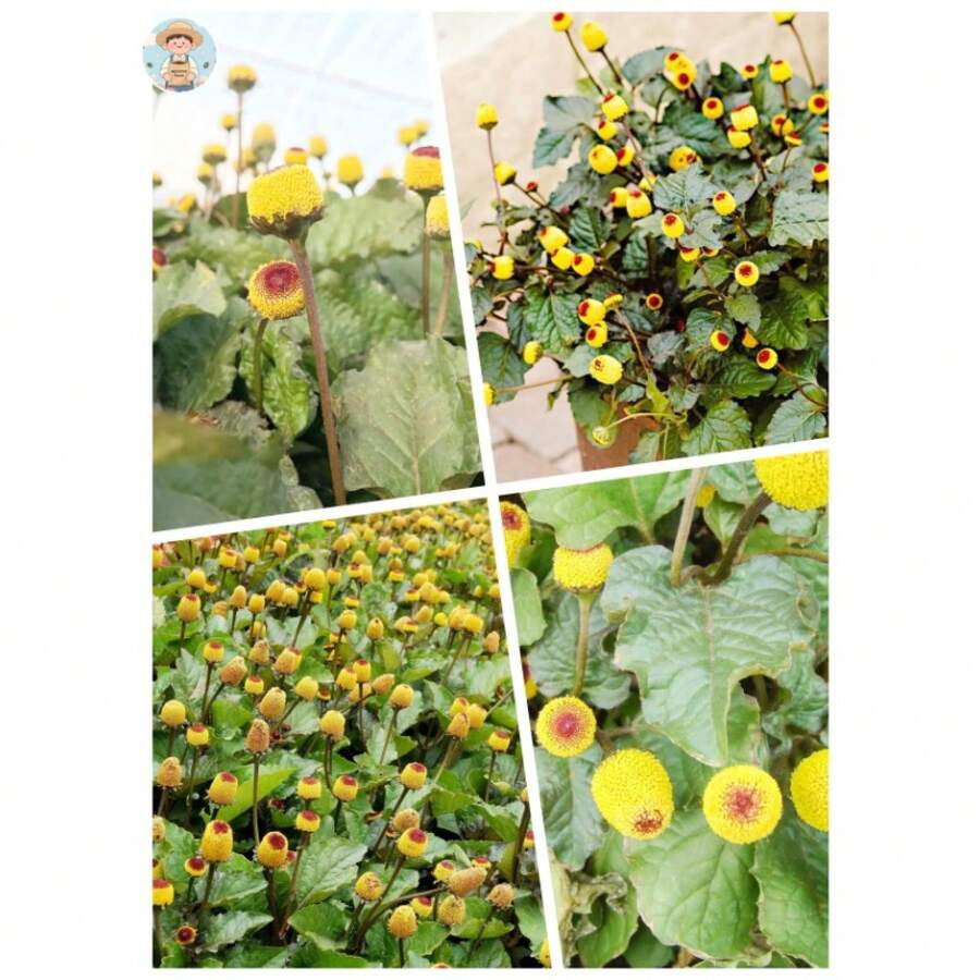 Clover Seeds Blooming Annual Plant Rabbit Resistant Bed Edges Outdoor 220 Pieces Flower Seeds
