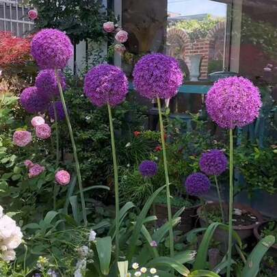 Gift 500Pcs 100pcs Large Flower Onion Seed Ball Flower Pot Plant Hardy Shuo Onion Imported Seeds Indoor And Outdoor Garden Four Seasons The Year Flowering Lilywomen's Clothing