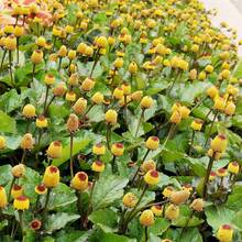 Clover Seeds Blooming Annual Plant Rabbit Resistant Bed Edges Outdoor 220 Pieces Flower Seeds
