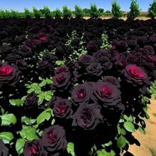 279pcs High-Quality European Rose Seeds, Perfect For Beginners In Home Gardening, Easy To Plant And Stunning Flowering Results
