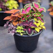 214 Pieces Discount Offer Seeds 100 Grass Flower Seeds, Colorful Grass, Four Seasons Plants, Balcony Plants, Flower Seeds Outdoor Flowers Plants Gardening Nature