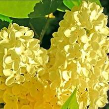 GARDEN 100 Gelbe Flieder-Samen Blühen Mehrjährige Duftende Blume Strauch Akzentpflanze Auffällige Sichtschutz Sehr winterhart Geringer Pflegebedarf