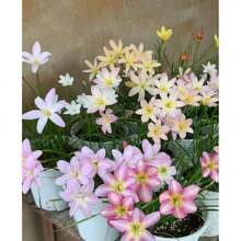 252pcs Orchid Ball Seedlings, Drought Tolerant Plants, Indoor Balcony Garden Potted Ground Planting Bonsai Double-Petaled Flowers, Outdoor Evergreen Flower Seeds, Evergreen Covering Plant Seeds, Crawling Lawn Seeds, Outdoor Indoor Plants, Flower Seeds For Planting, Medicinal Plant Seeds