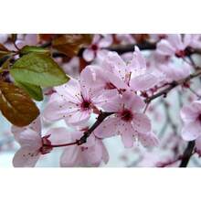 127pcs Cherry Plum -  Cerasifera - 127 - View 3