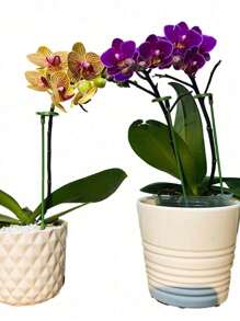 3/5/10 件植物支架，花盆支架，植物支撑杆 - 綠色 - 查看 3