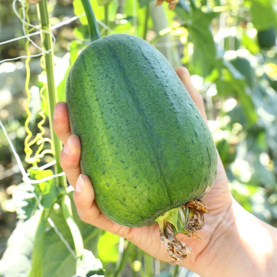196pcs Apple Loofah Seeds Vegetable Seeds Potted Seeds Sown In Four Seasons Vegetable Seeds Seedlings Vegetable Seeds Watermelon