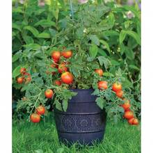 2000 Broccoli Seeds Waltham 29 Seeds Non-GMO Heirloom - Foto 10