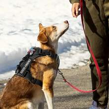 Harnais pour chien, harnais de gilet réfléchissant pour chien avec 5 pièces de patchs, harnais pour animaux de compagnie en oxford doux et réglable, couche intérieure en maille, facile à contrôler pour les petits, moyens et grands chiens