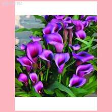 Adad111 100pcs Rare Calla Lily Flower Seeds Bonsai - 500粒種子 - 查看 2