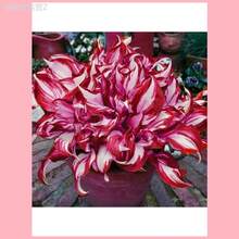Adad111 Hosta Seeds, Herb Seeds, Perennial Flower Seeds, Potted Plants - 100 hạt giống - Xem 3