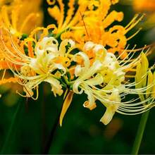 152pcs Yellow Bianhua Bulbs Perennial Lycoris Radiata Four Seasons Flowering Viewing Potted Bulbs Potted Lycoris Seeds - 152pcs - View 2