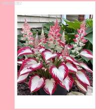 Adad111 500seeds Oriental Chrysanthemum Plant Seeds Oriental Chrysanthemum Plant Seeds Buy One Get One Free - 500粒種子 - 查看 4