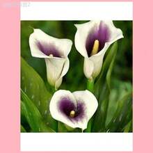 Adad111 100pcs Rare Calla Lily Flower Seeds Bonsai - 500粒種子 - 查看 5