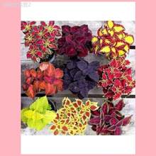 Adad111 100 Pcs Coleus Seeds Garden Plants Seeds To Grow Perennial Flowers Bonsai Seed Indoor Flower Plant Planting Home Tree Supplies - 彩色 - 查看 2