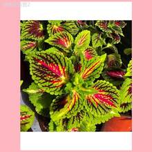 Adad111 100 Pcs Coleus Seeds Garden Plants Seeds To Grow Perennial Flowers Bonsai Seed Indoor Flower Plant Planting Home Tree Supplies - 彩色 - 查看 5