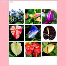 Adad111 300 Mixed Color Anthurium Seeds Rare Anthurium Botanical Garden Flower - 黑色 - 查看 5