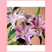 Adad111 100seeds/PackLily Seeds, Perennial Lily, Home Potted Plants, Attracting The Propagandists - 100seeds/Pack - View 2