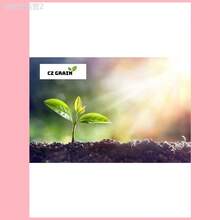 Adad111 150 Catherine Caladium Seeds (Suitable For Planting) - Perennial Hosta, Elephant Ear Flower Seeds Suitable For DIY Gardens, Home Gardens, Flower Pots And Courtyards Ideal Gardening Gifts - 150 hạt giống - Xem 4