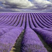 30/50/100g Natural Dried Lavender Buds Bulk - Aromatherapy Sachets, Essential Oil Craft Material For Wedding Decor, Calming Sleep Pillows, Homemade Soap/Candle Making, Fragrant Home Decor|Christmas Gifts, Stress Relief, Potpourri, Closet Freshener - Multicolor - View 8