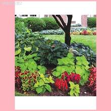 Adad111 100 Pcs Coleus Seeds Garden Plants Seeds To Grow Perennial Flowers Bonsai Seed Indoor Flower Plant Planting Home Tree Supplies - 彩色 - 查看 7