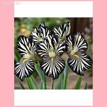 Adad111 50 Pieces Genetic Zebra Lily Seeds Black And White Variant Flowers Are Cold-Resistant And Suitable For All Seasons, Suitable For DIY Gardens, Home Gardens, Flowerpots And Courtyards-Ideal Gardening Gifts - Variant 1 - View 2