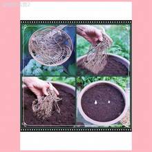 Adad111 300 Mixed Color Anthurium Seeds Rare Anthurium Botanical Garden Flower - 黑色 - 查看 6