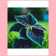 Adad111 20 Coleus Seeds Rare Color Blue Black Green Flower Plant Lawn - 1 - 查看 3