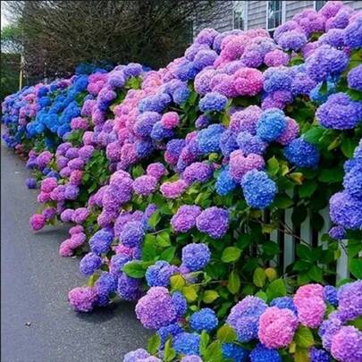 182pcs Plant Flowers Eeds Hydrangea Flower For Planting