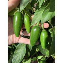 Together Gift 500 Pieces 100 Texas Jalapeno Pepper Seeds Homegrown Vegetable Garden Fruit USA Organic