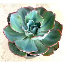Echeveria Sahara PP27514 Currently In A Pack Of 100 Seeds