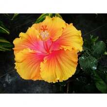 174 Pieces Of Hibiscus Syriacus Seeds For Home Garden Decoration