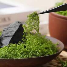 50g 100g逼真人造苔蘚，適用於DIY手工藝品和家居裝飾 - 永恆綠植裝飾，完美適用於室內景觀和婚禮裝飾 人造苔蘚，用於裝飾，DIY適用，100克，人造苔蘚裝飾，可用於DIY，耶穌降生場景牆面，水族館裝飾，綠色創意，模型製作，深綠色淺綠色創意