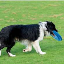 Jouet de haute qualité et amusant pour chien de compagnie, flottant, jeu de lancer pour l'entraînement et le jeu du chien