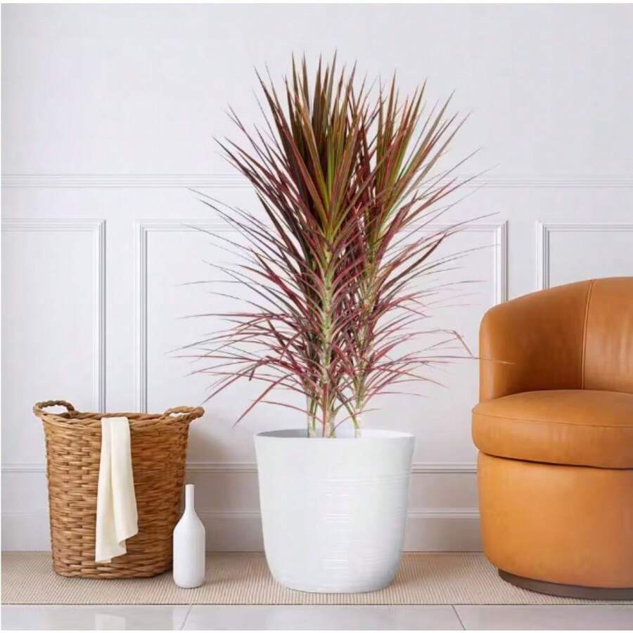 Planta de Dracaena Marginata Colorama de 12 pulgadas en maceta decorativa blanca, planta de interior colorida con hojas rayadas de color rosa y verde, fácil de cuidar para escritorios, estantes, decoración del hogar u oficina - Blanco - Ver 1