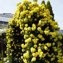 Magic Red Pink Striped Climbing Rose Live Plant Bare Root, Live Rose Bush Can Be Planted Outdoors, 8-12 Inches Tall (2 Rose Seedlings), Developed Root System, Cold Hardy