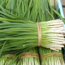 Heirloom Garlic Schnittlauch Garlic Bulbs Garden Fruits For Fresh, 200+ Live Plants On , Vegetable Fruits, Hosta Plants, Live Plants, Garden Flower Fruits, Plants For Outside, Mosquito Repellent, Outdoor Garden, Perennial Plants, Seeds For Planting, Live Plants On , No Seeds, Perennial Flower Seeds, Plant Seeds - 1Pack - 查看 1