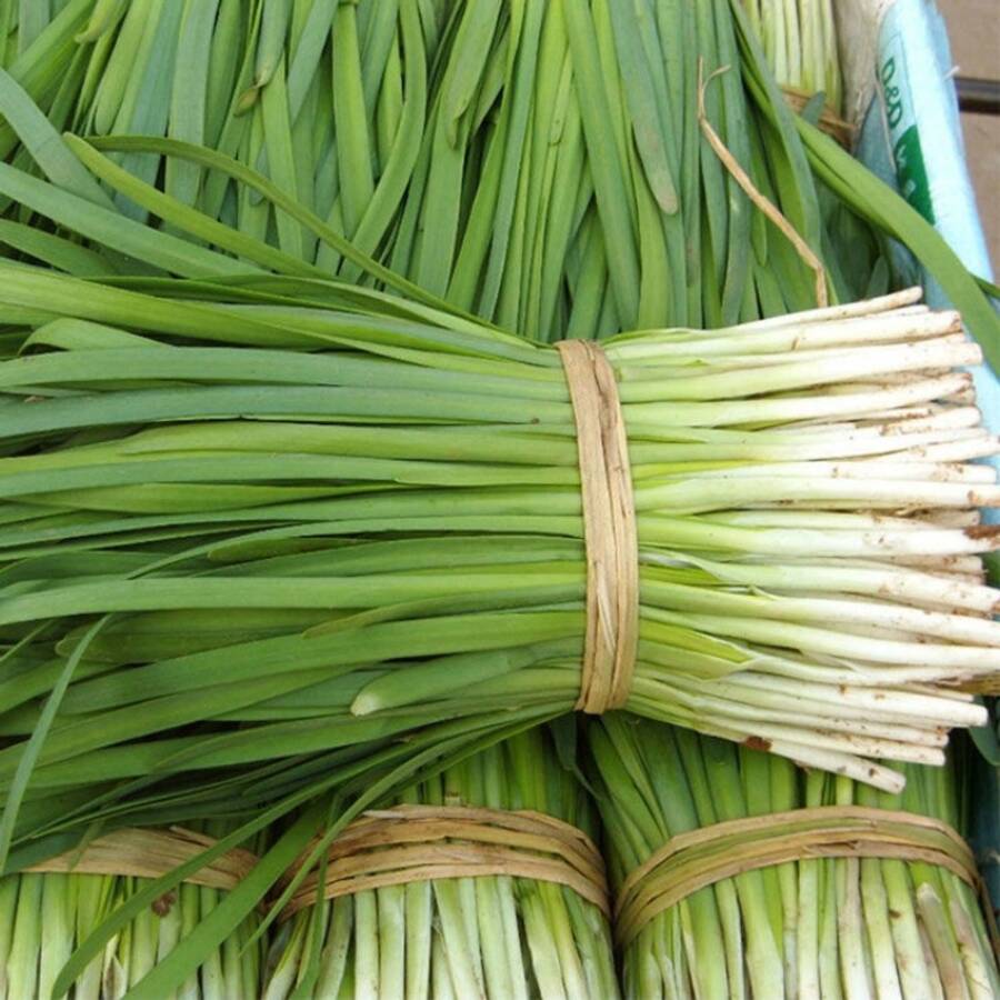 Heirloom Garlic Schnittlauch Garlic Bulbs Garden Fruits For Fresh, 200+ Live Plants On , Vegetable Fruits, Hosta Plants, Live Plants, Garden Flower Fruits, Plants For Outside, Mosquito Repellent, Outdoor Garden, Perennial Plants, Seeds For Planting, Live Plants On , No Seeds, Perennial Flower Seeds, Plant Seeds - 1Pack - 查看 1